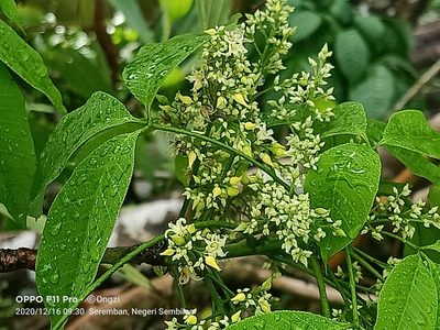 Hevea brasiliensis, photographed by Ong Jyh Seng