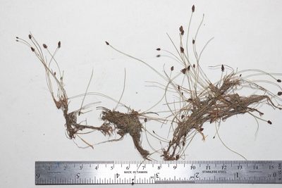 Eleocharis nitida, photographed by Allan Harris