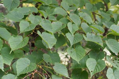 Tilia japonica, photographed by harum.koh