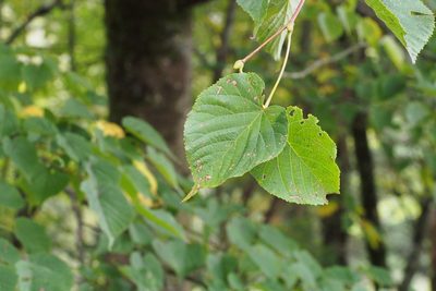 Tilia japonica, photographed by harum.koh