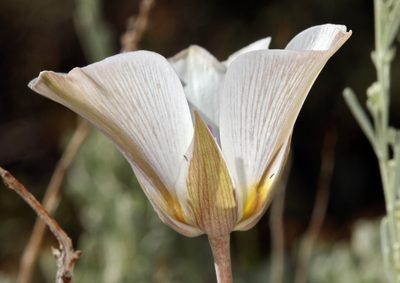 Calochortus panamintensis, photographed by Steve Matson