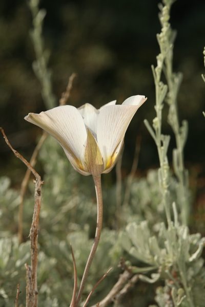 Calochortus panamintensis, photographed by Steve Matson