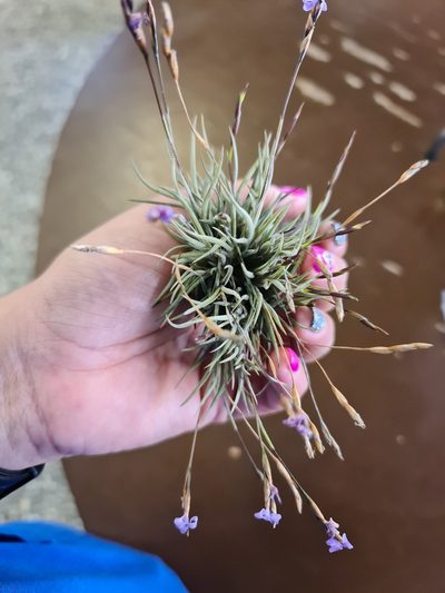 Tillandsia bandensis, photographed by Sol Quipildor