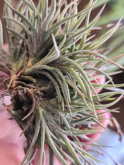 Tillandsia bandensis, photographed by Sol Quipildor