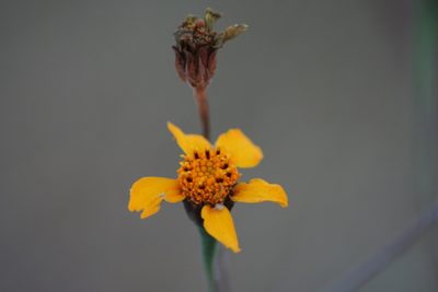Dyssodia tagetiflora, photographed by Luis F. Ramírez