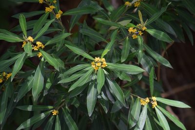 Tristaniopsis laurina, photographed by Thomas Mesaglio