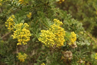 Pentacalia corymbosa, photographed by Andrés Ramírez-Barrera