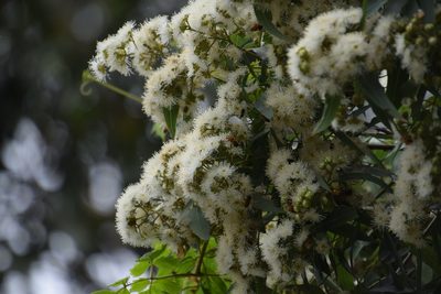 Angophora floribunda, photographed by Thomas Mesaglio