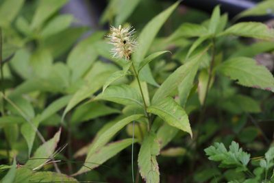 Comanthosphace japonica, photographed by harum.koh