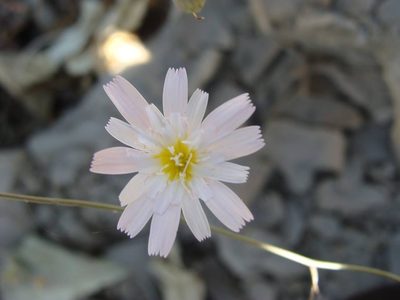 Malacothrix xanti, photographed by Alexis López Hernández