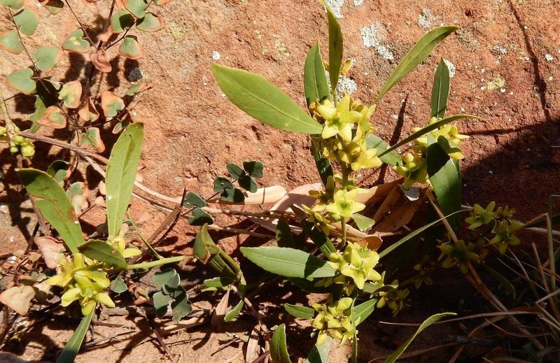 Salacia rehmannii, photographed by Henry de Lange