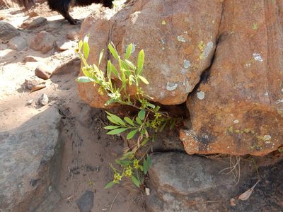 Salacia rehmannii, photographed by Henry de Lange