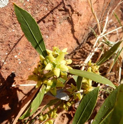 Salacia rehmannii, photographed by Henry de Lange