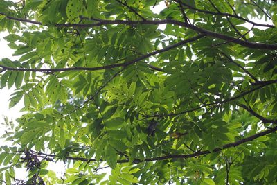 Pterocarya rhoifolia, photographed by harum.koh