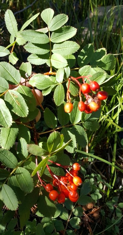 Sorbus californica, photographed by Justin