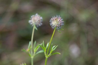 Opercularia scabrida, photographed by Kym Nicolson