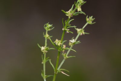 Galium gaudichaudii, photographed by Kym Nicolson