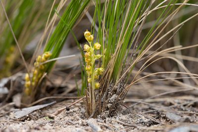 Lomandra fibrata, photographed by Kym Nicolson