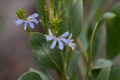 Scaevola angustata, photographed by Kym Nicolson
