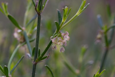 Opercularia turpis, photographed by Kym Nicolson
