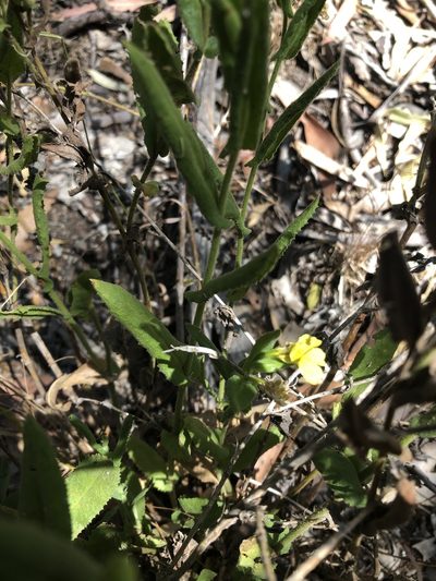 Goodenia amplexans, photographed by Connor Margetts