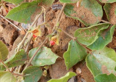 Rhynchosia monophylla, photographed by Henry de Lange