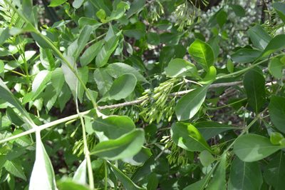 Pavetta gardeniifolia, photographed by Hildegard Klein