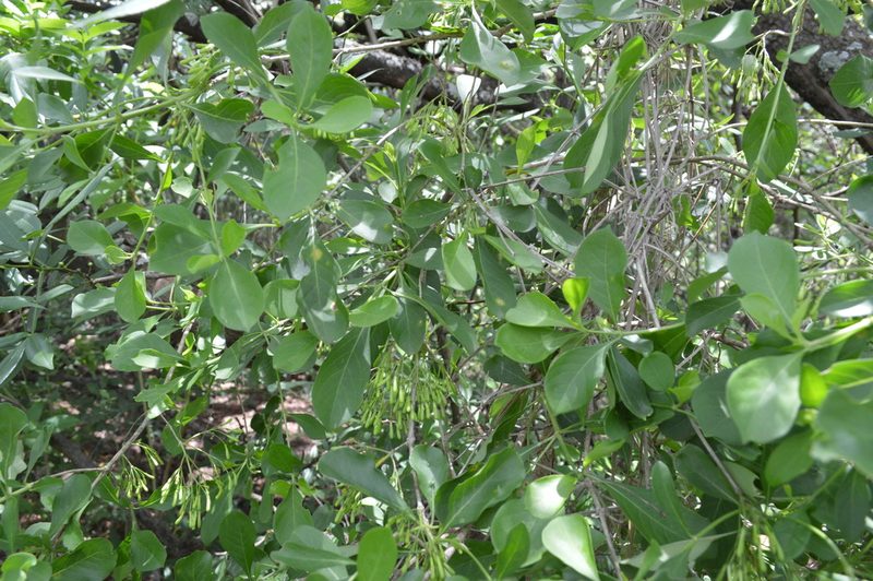 Pavetta gardeniifolia, photographed by Hildegard Klein
