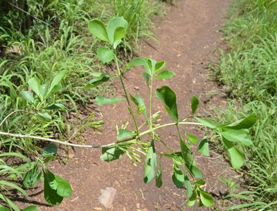 Pavetta gardeniifolia, photographed by Hildegard Klein