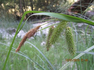 Carex excelsa, photographed by Santiago Martín-Bravo