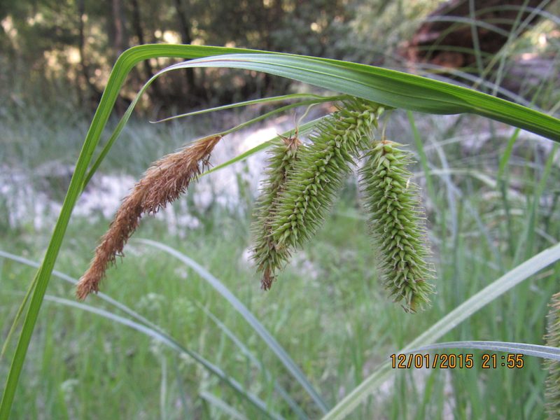 Carex excelsa, photographed by Santiago Martín-Bravo
