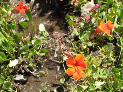 Erythranthe cuprea, photographed by Santiago Martín-Bravo