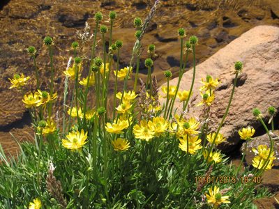 Ranunculus peduncularis, photographed by Santiago Martín-Bravo