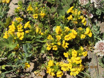 Euphrasia andicola, photographed by Santiago Martín-Bravo