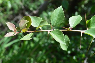Scolopia zeyheri, photographed by Hildegard Klein