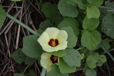 Hibiscus calyphyllus, photographed by Hildegard Klein