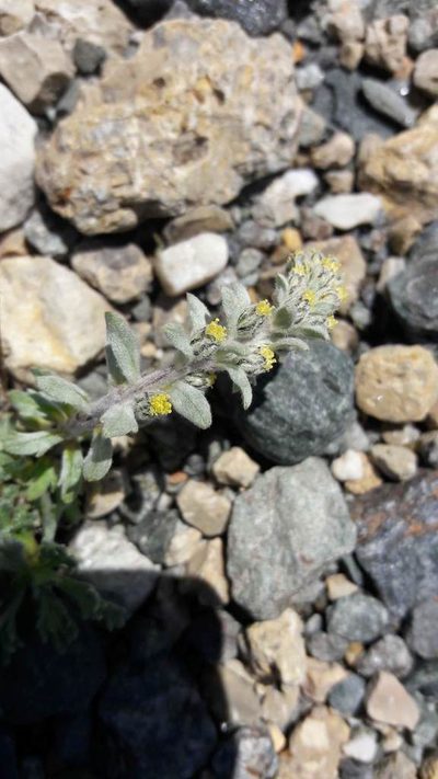 Artemisia genipi, photographed by Bastien Alegot