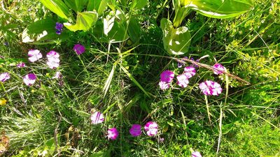 Dianthus seguieri, photographed by Bastien Alegot