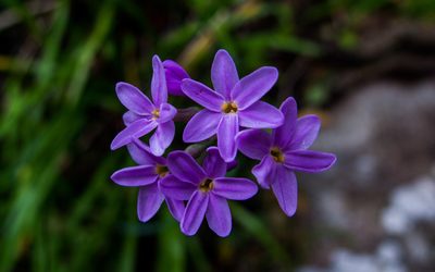 Tulbaghia maritima, photographed by João D'Andretta