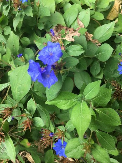Ceratostigma plumbaginoides, photographed by Antonia Bookbinder