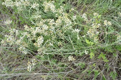 Helichrysum rugulosum, photographed by Hildegard Klein