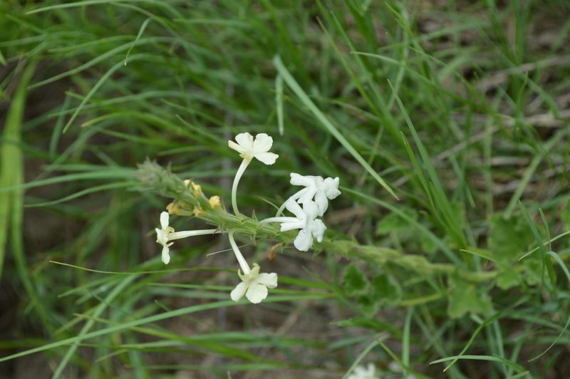 Chascanum hederaceum, photographed by Hildegard Klein