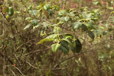 Alnus acuminata, photographed by Andrés Ramírez-Barrera