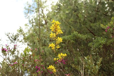 Cyrtochilum revolutum, photographed by Andrés Ramírez-Barrera