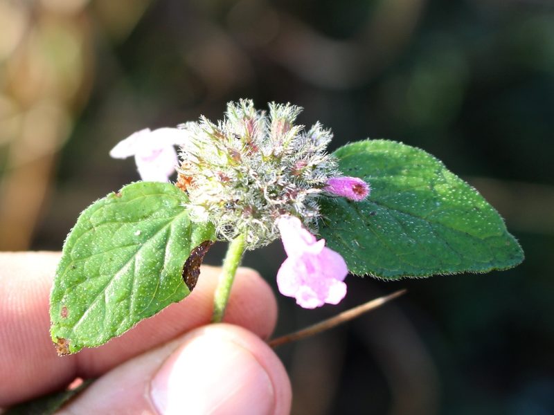 Clinopodium caucasicum, photographed by Юрий Данилевский (Yuriy Danilevsky)