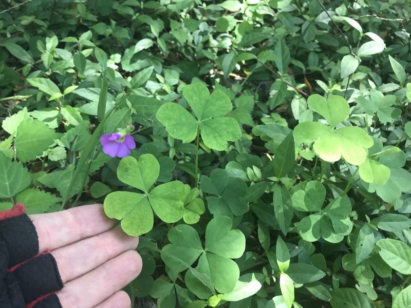 Oxalis semiloba, photographed by Andrew Gillespie
