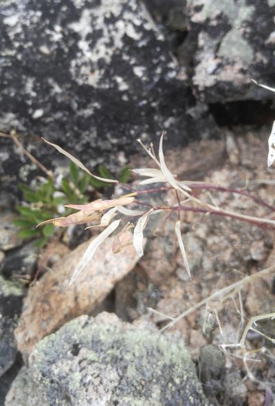 Borodinia macrophylla, photographed by Юлия