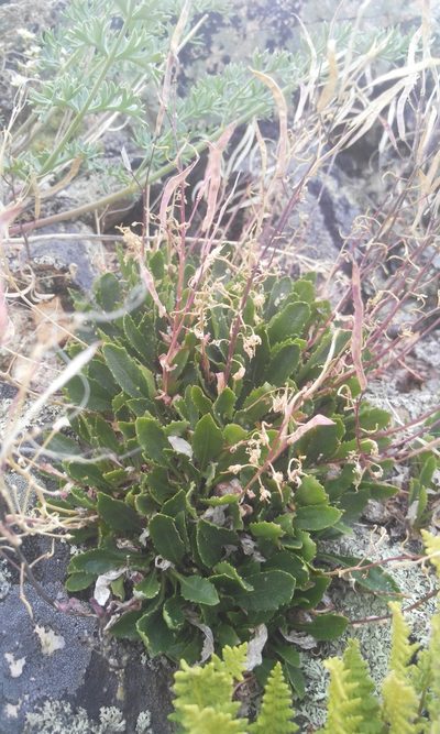 Borodinia macrophylla, photographed by Юлия