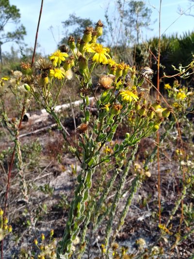 Chrysopsis highlandsensis, photographed by Scott Ward