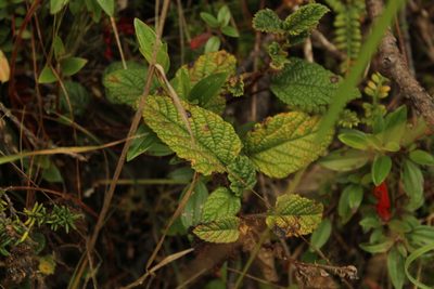 Rubus acanthophyllos, photographed by Andrés Ramírez-Barrera